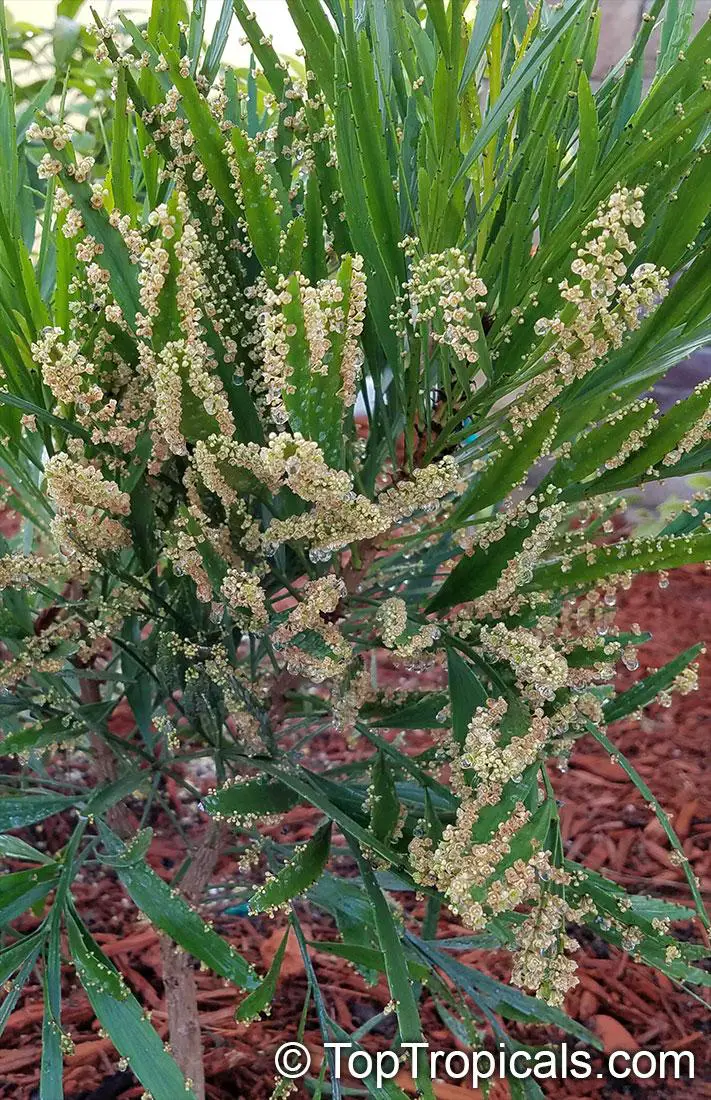 20180718_085416phyllanthus_angustifolius_TA.jpg