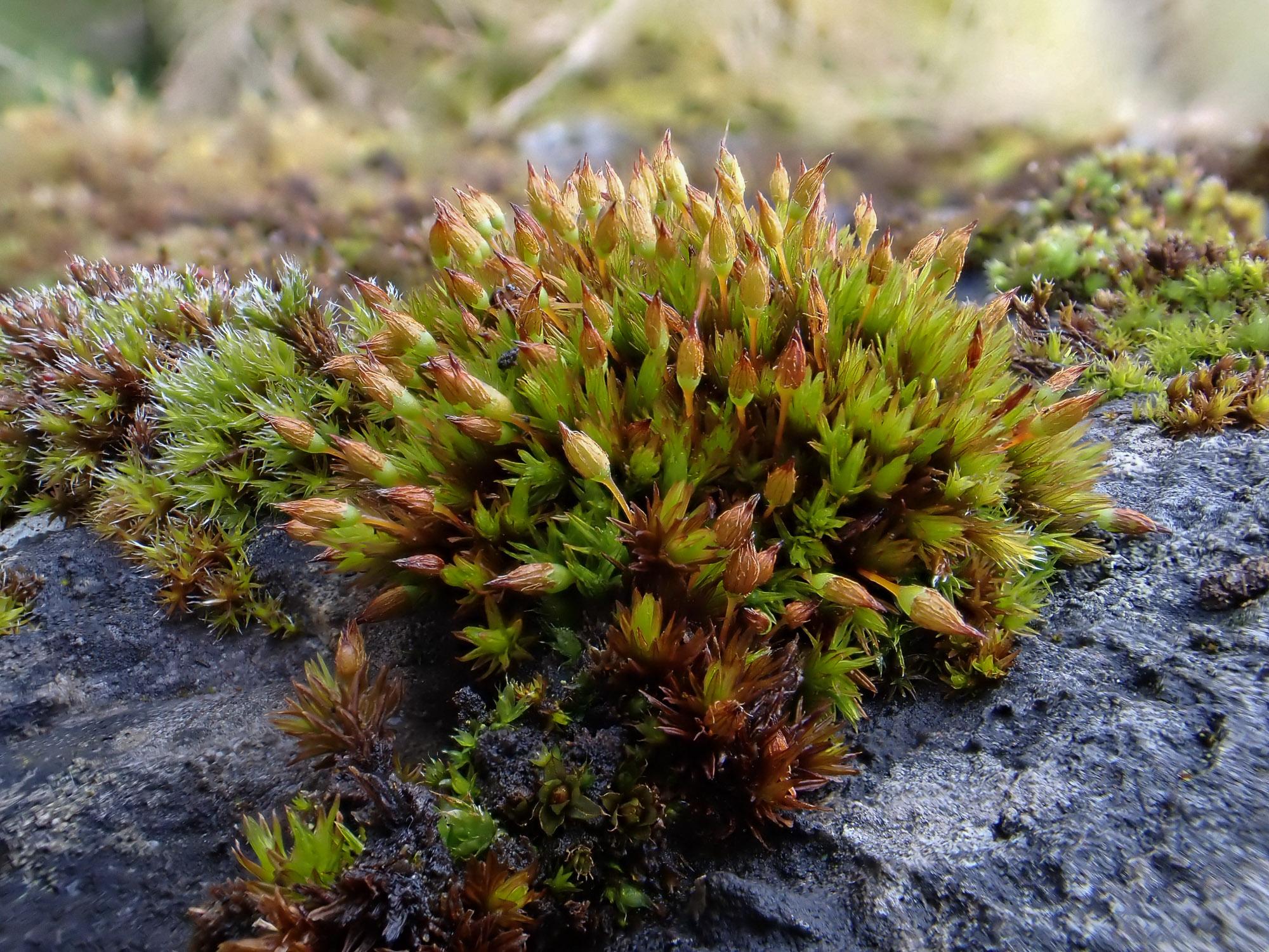 Exploring the Intriguing World of Orthotrichum cupulatum var ...