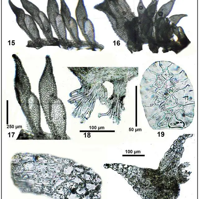 21-Colura-cataractarum-Pocs-sp-nov-all-from-the-type-15-habit-side-view-16_Q640.jpg