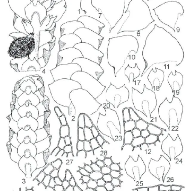 29-Calypogeia-udarii-S-Das-DKSingh-1-Habit-semi-diagrammatic-2-A-portion-of_Q640.jpg