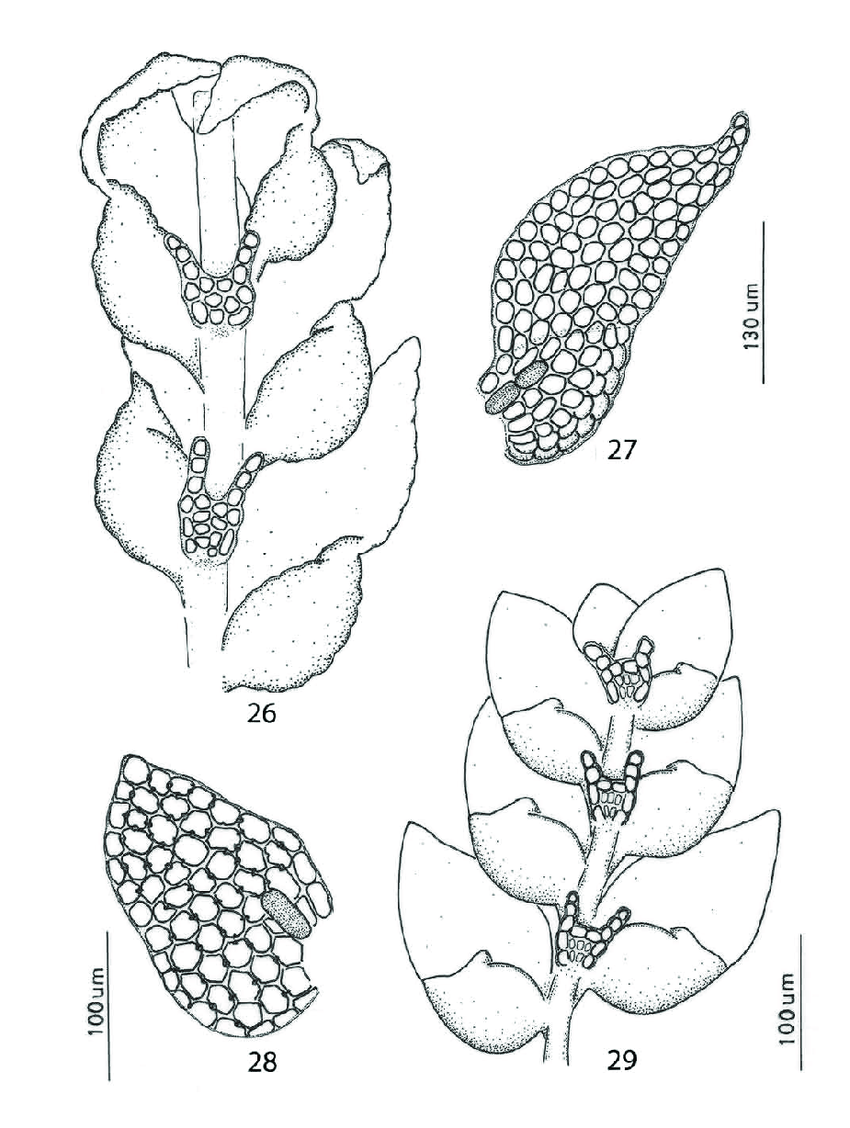 29-Drepanolejeunea-anoplantha-Spruce-Steph-26-Habit-ventral-view-27-Leaf.png
