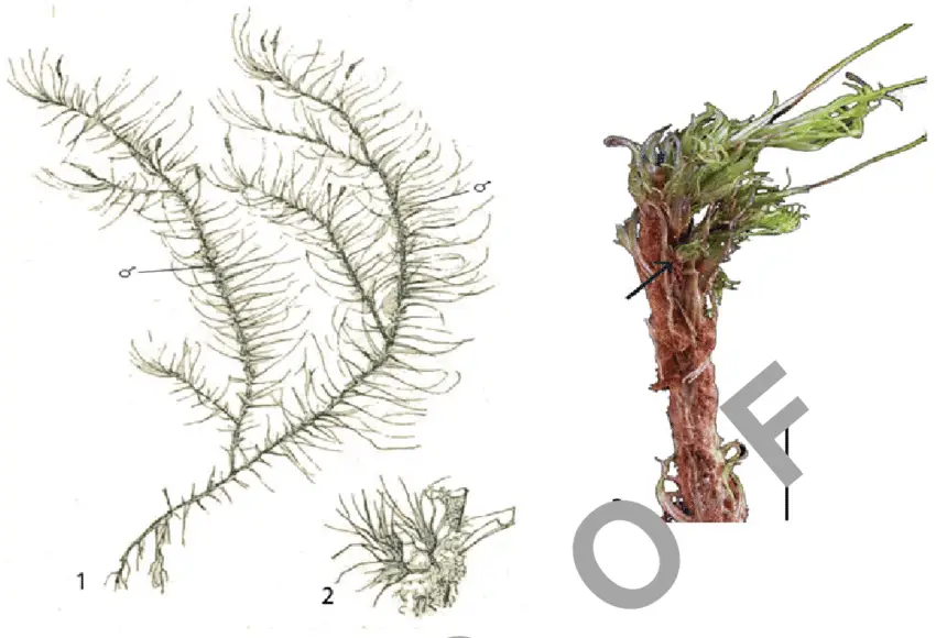 3-1-Female-plant-of-Dicranum-undulatum-Schrad-ex-Brid-2-Dwarf-males-of-Dicranoloma.png