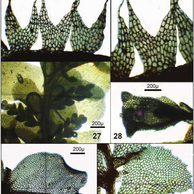 30-26-Metahygrobiella-acuminata-Herz-R-M-Schust-25-Habit-side-view-from-T_Q640.jpg