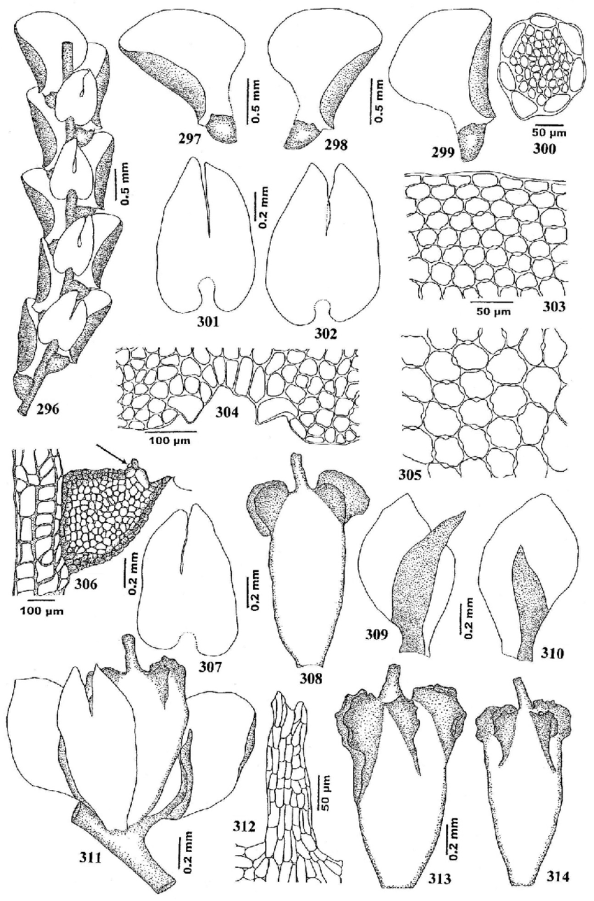 314-Lejeunea-lumbricoides-Nees-Gottsche-Lindenb-et-Nees-296-Part-of-plant-in.png