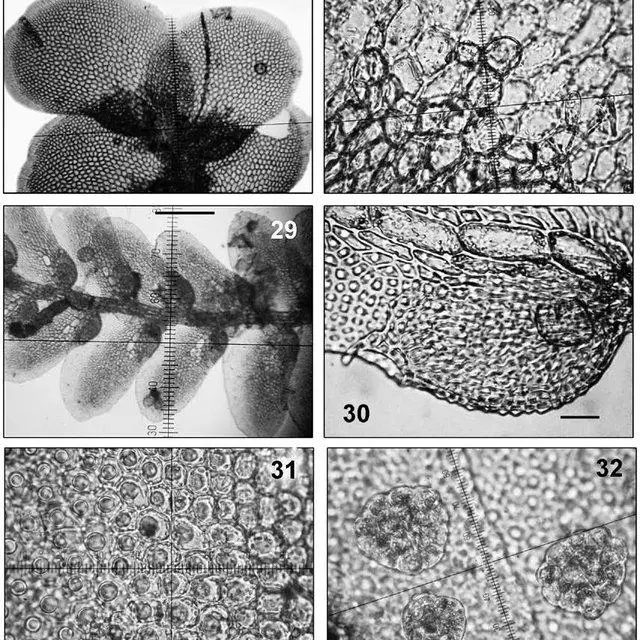 32-27-28-Cololejeunea-triapiculata-Herzog-Tixier-from-009-BP-27-habit_Q640.jpg