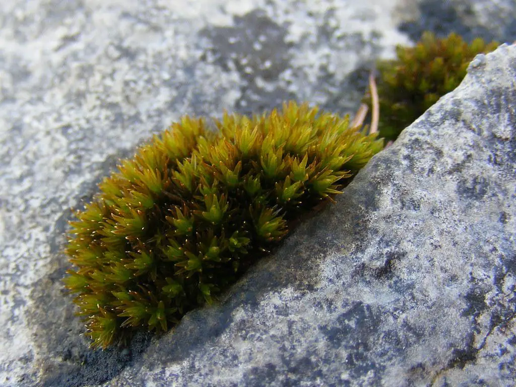 Dive into the Enchanting Realm of Orthotrichum steerei Lewinsky Moss ...