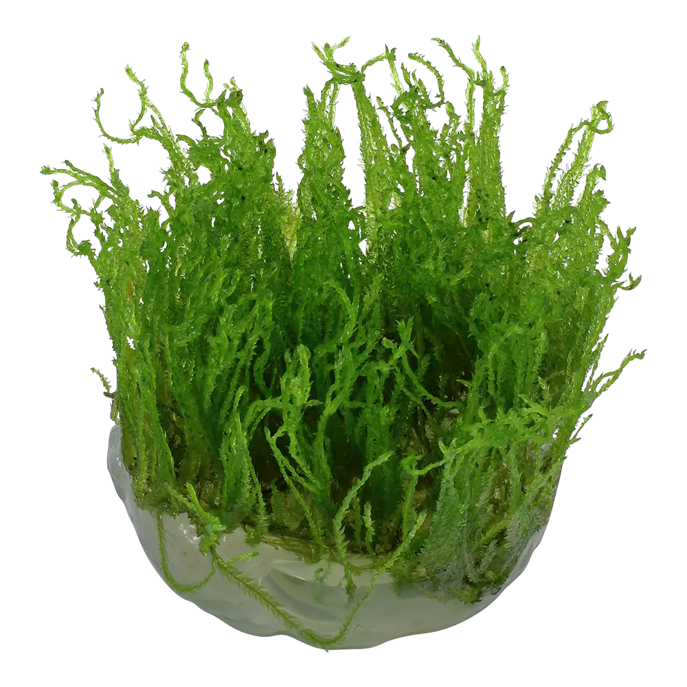 Unveiling Taxithelium: A Moss Masterpiece | Outdoor Moss