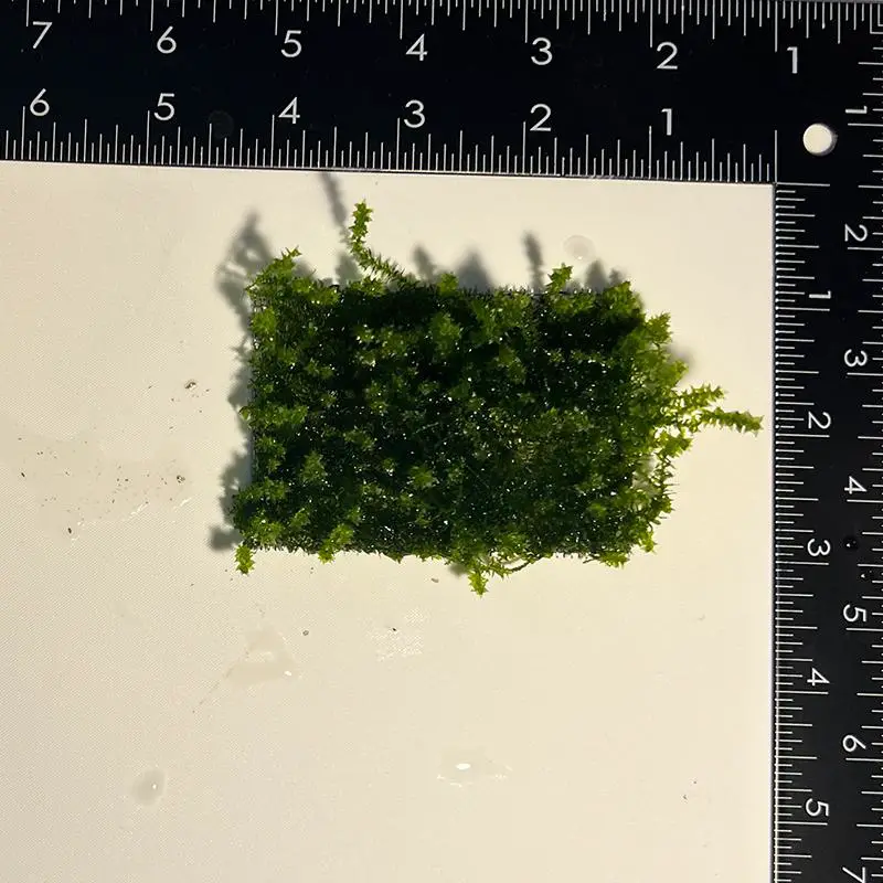 3x2-distichophyllum-maibarae-moss-mat-1-2.jpg