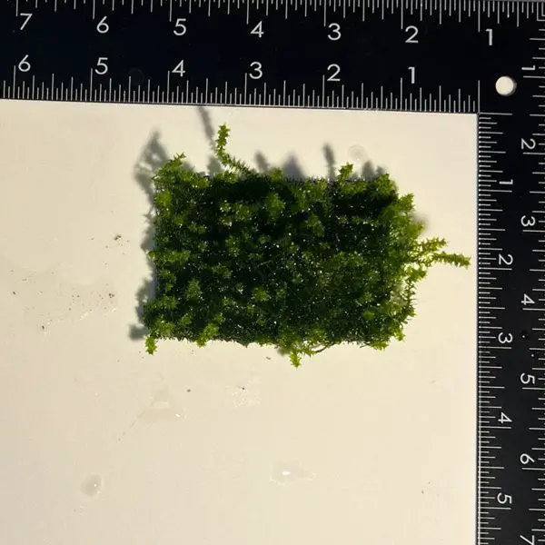 3x2-distichophyllum-maibarae-moss-mat-1-2-600x600.jpg