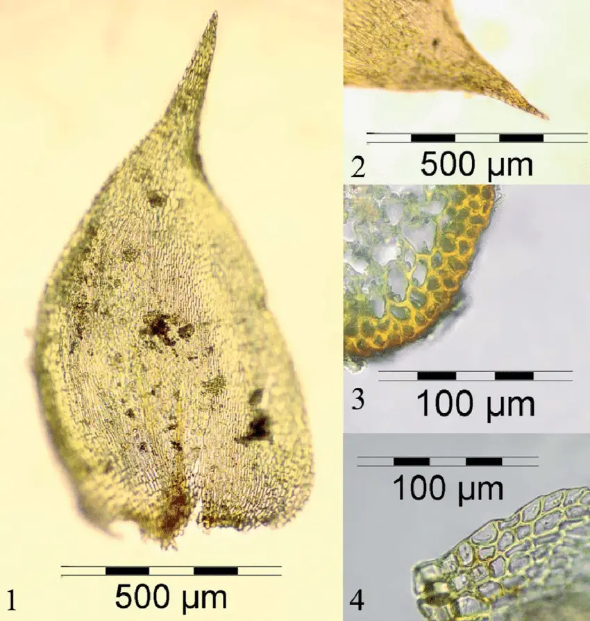 4-Hygrohypnum-styriacum-Limpr-Broth-1-Leaf-2-Apex-of-leaf-3-Alar-cells-4.png