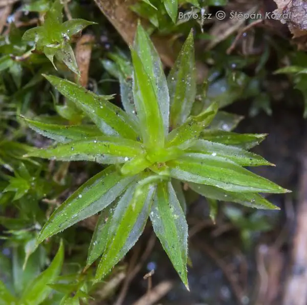 4176_Polytrichum_longisetum_2008_09_06_img_2419.jpg