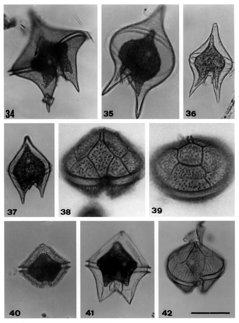 42-Protoperidinium-species-in-the-Thermaikos-Bay-Fig-34-P-depressum-Fig-35-P.png