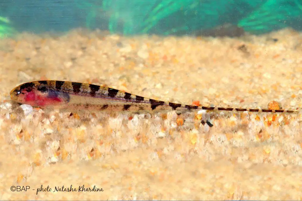 46_Hypopygus-lepturus_Lago-Aiapua-Brazil_NKhardina-1024x683.jpg