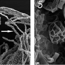 5-Chonoceolea-doellingeri-Nees-Grolle-4-Sporophyte-with-the-open-capsule_Q320.jpg