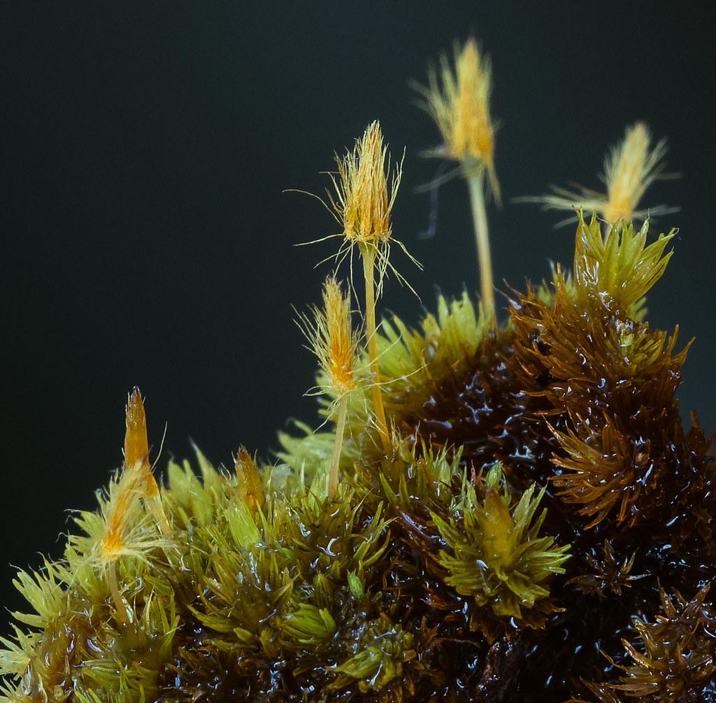 Exploring Macromitrium Moss: A Unique Species with Captivating Features ...