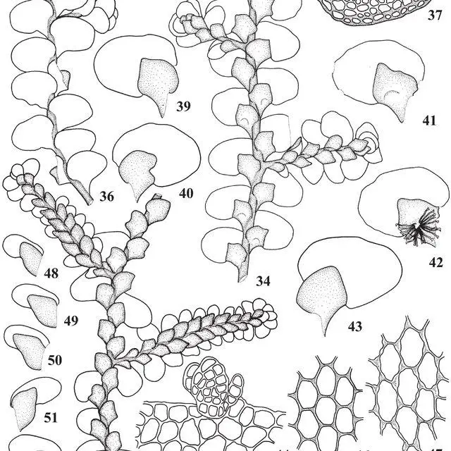 53-Radula-sumatrana-Steph-34-A-portion-of-plant-in-ventral-view-35-A-portion-of_Q640.jpg