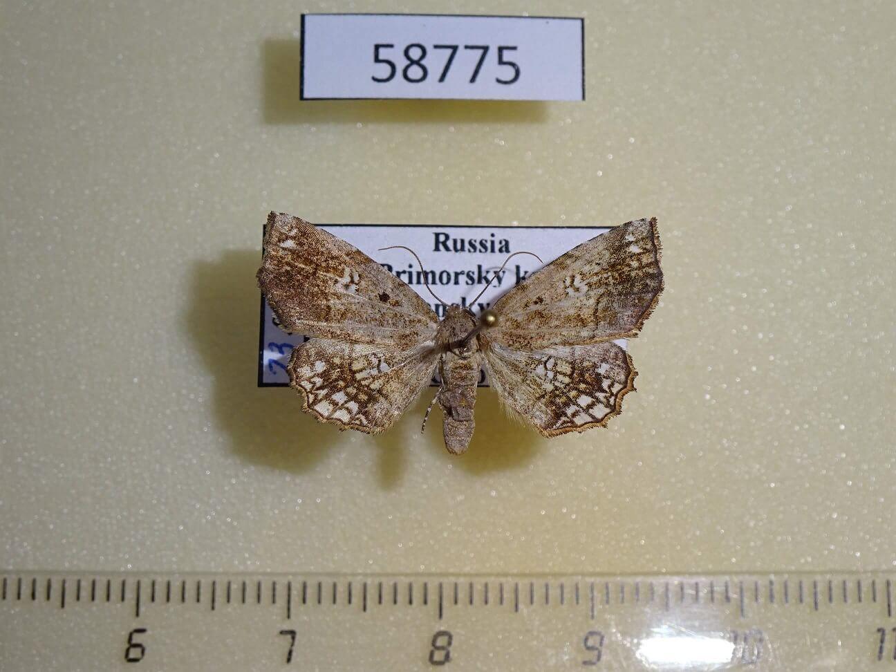 58775p-Noctuidae-Pangrapta-lunulata-f-Primorye-7.jpg