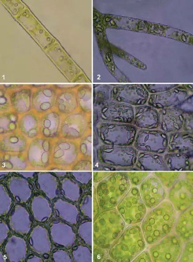 6-1-Blepharostoma-trichophyllum-L-Dumort-ca-x-700-2-Trichocolea-tomentella.png