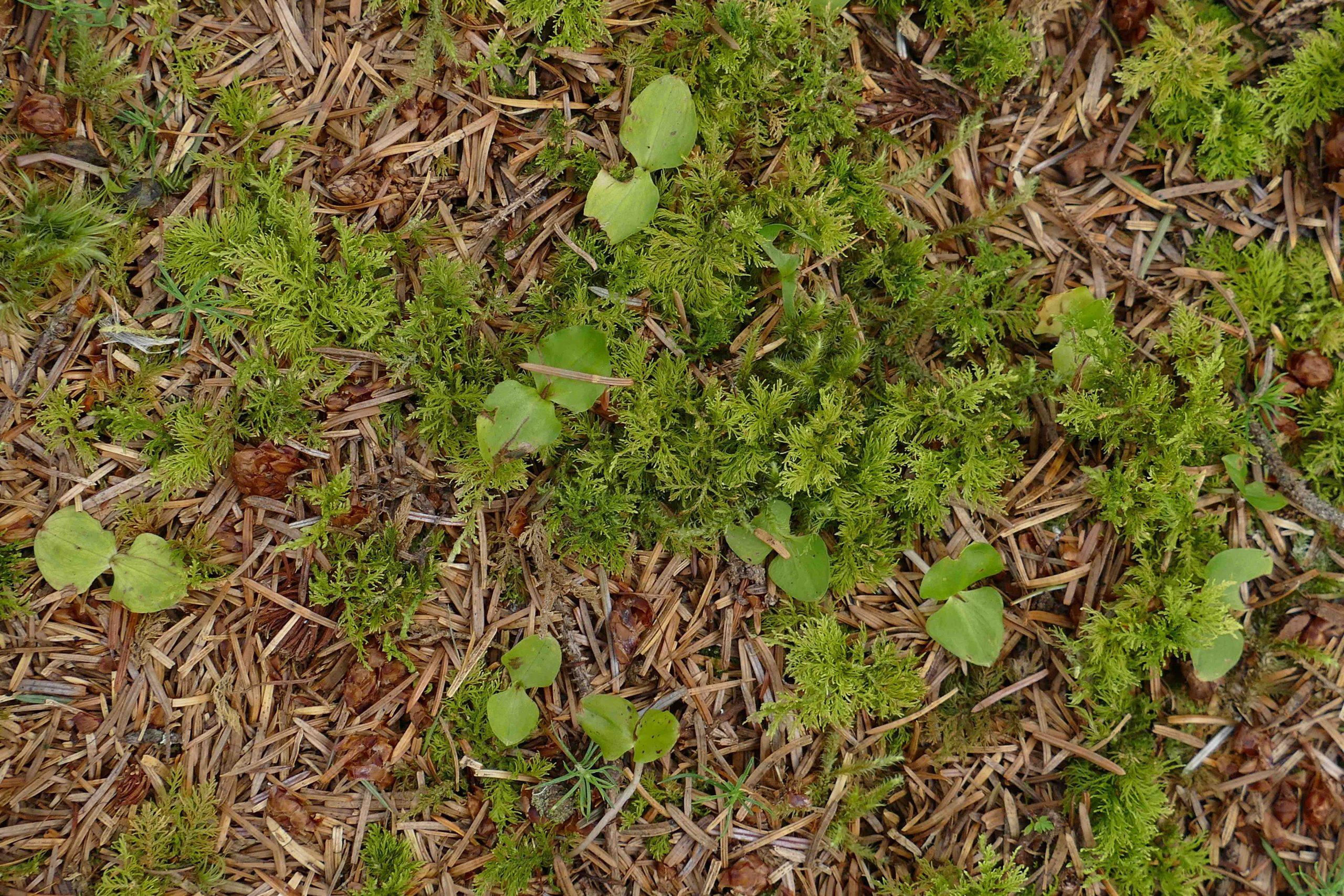 6.-P1040694-Neottia-cordata-in-moss-and-needles-scaled.jpg