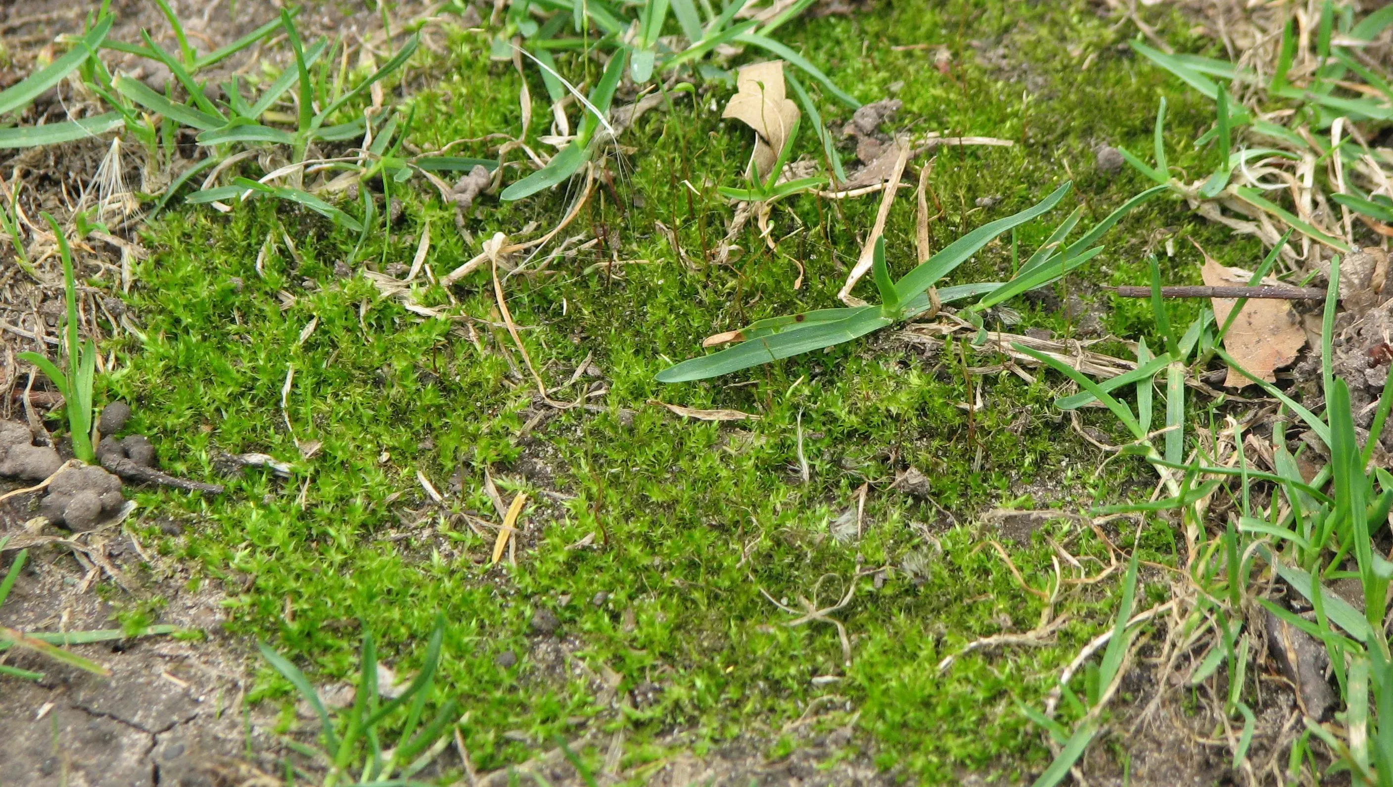 635968468184882851-04-25-2016-Moss-in-lawn.JPG