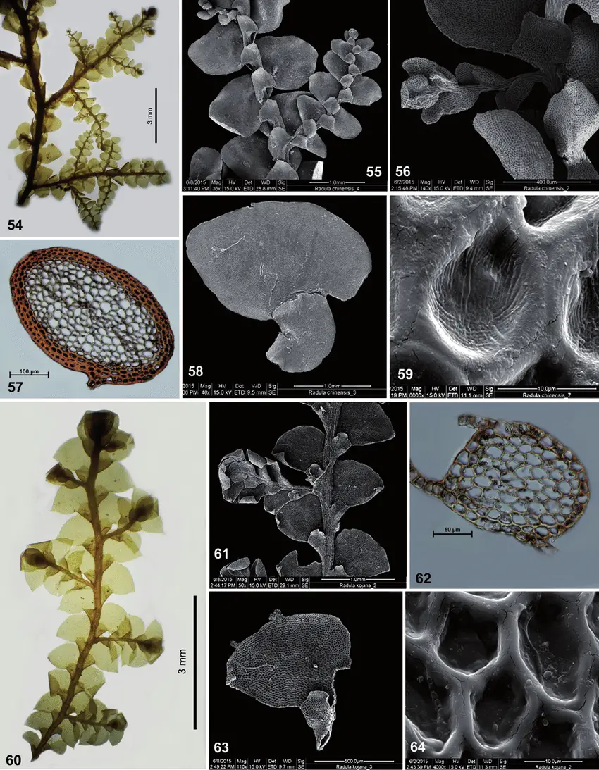 64-Radula-chinensis-Steph-54-A-portion-of-plant-55-The-same-showing-primary-and.png