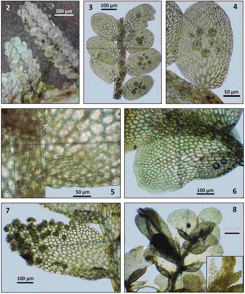 8-2-4-Cololejeunea-linopteroides-H-Rob-from-Graham-AA-AW-2-habit-dorsal-view.jpg