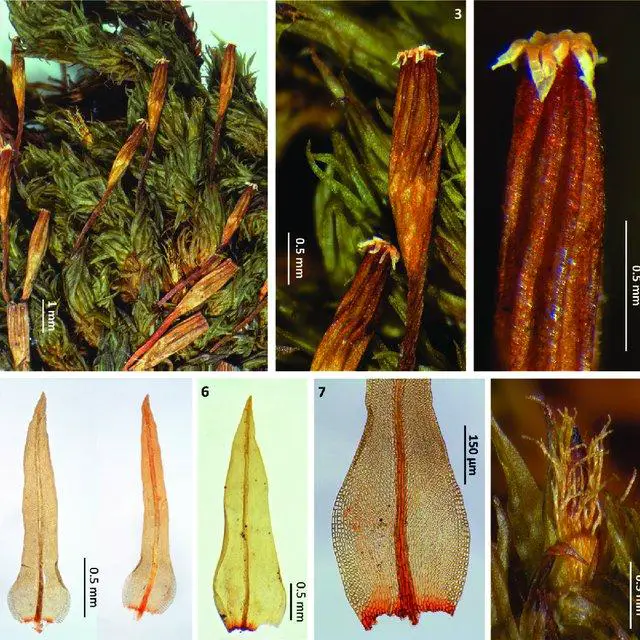 8-Photographs-of-Ulota-drummondii-from-the-Iberian-Peninsula-2-Habit-3-Capsules-dry_Q640.jpg