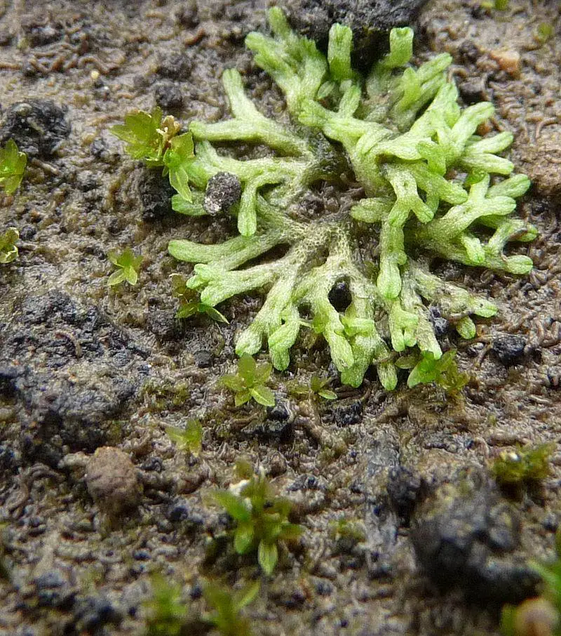 800px-Riccia_huebeneriana_Lindenb._Kohatakegoke.JPG