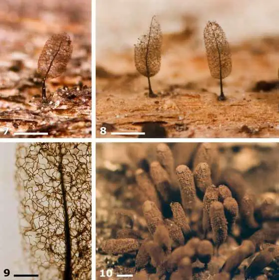 9-Stemonitopsis-subcaespitosa-7-8-Mature-fruitbodies-with-spores-shed-7-Eliasson.jpg