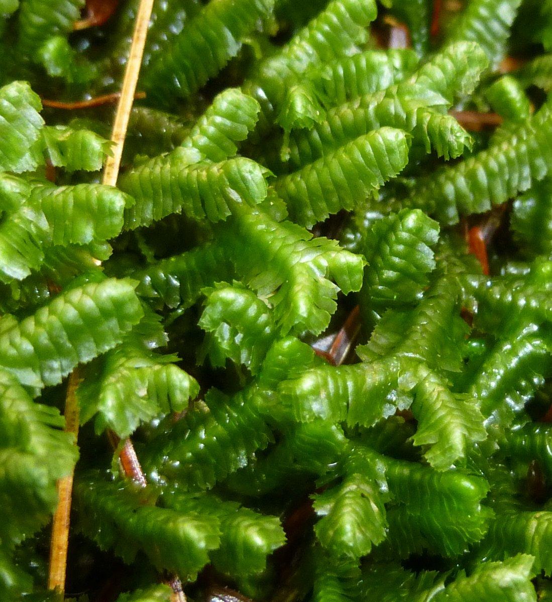 9-liverwort-bazzania-trilobata.jpg