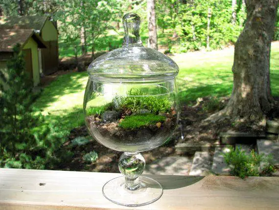 995471f24d0334ffc59956baf4eb7886--moss-terrarium-apothecary-jars.jpg