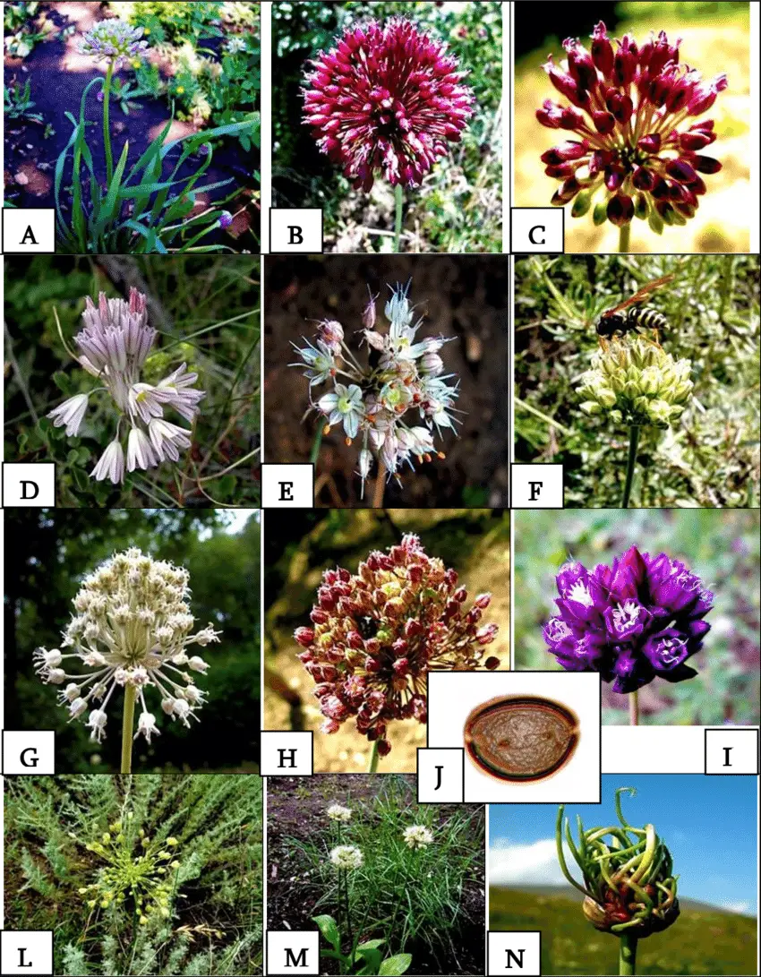 A-Allium-albidum-B-A-atroviolaceum-C-A-fuscoviolaceum-D-A-karsianum-E-A.png