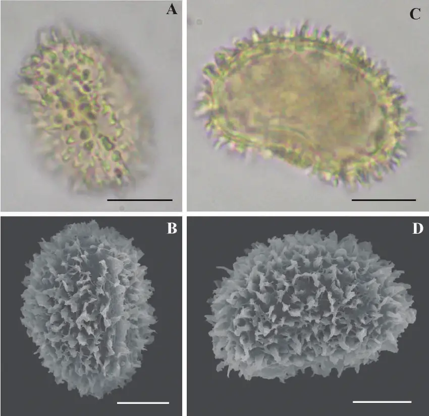 A-B-Spores-of-Hypolepis-stolonifera-var-delasotae-A-Proximal-view-at-light.png