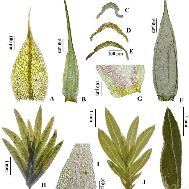 A-Bryum-atenense-leaf-B-E-Campylopus-surinamensis-B-Leaf-C-Leaf-cross-section-at_Q640.jpg
