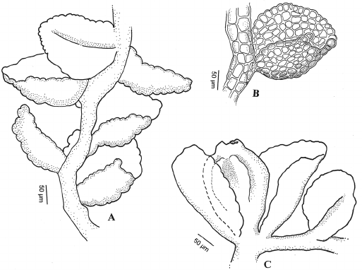 A-C-Cololejeunea-minutissima-subsp-myriocarpa-Nees-Mont-RM-Schust-A-habit-B.png