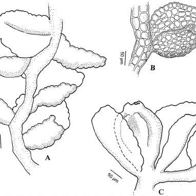 A-C-Cololejeunea-minutissima-subsp-myriocarpa-Nees-Mont-RM-Schust-A-habit-B_Q640.jpg