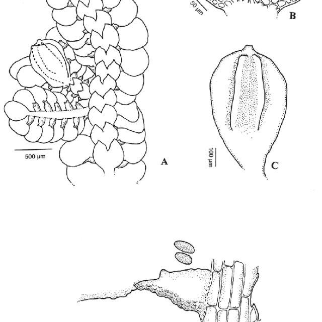 A-C-Pycnolejeunea-papillosa-X-L-He-A-habit-B-underleaf-C-perianth-D-leaf_Q640.jpg