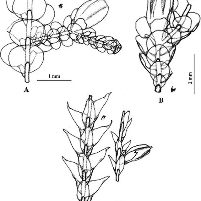 A-Cheilolejeunea-filiformis-var-platycoleus-habit-in-ventral-view-B-Cheilolejeunea_Q640.jpg