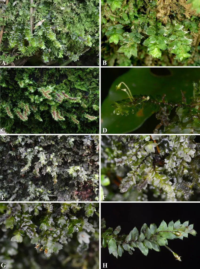 A-D-Calyptrochaeta-remotifolia-MuellHal-ZIwats-BCTan-Touw-A-B-Plants-in.png