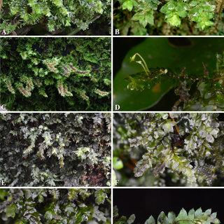 A-D-Calyptrochaeta-remotifolia-MuellHal-ZIwats-BCTan-Touw-A-B-Plants-in_Q320.jpg