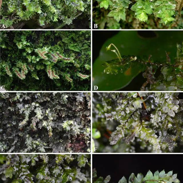 A-D-Calyptrochaeta-remotifolia-MuellHal-ZIwats-BCTan-Touw-A-B-Plants-in_Q640.jpg