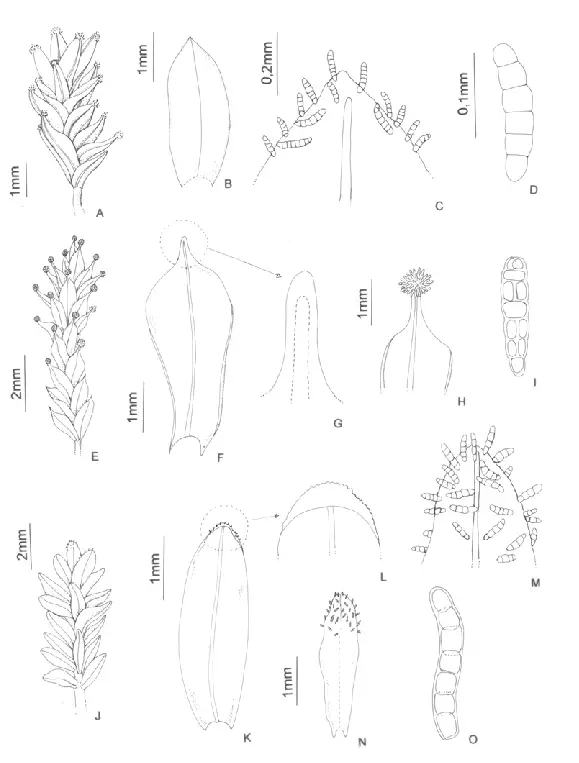 A-D-Streptopogon-brasiliensis-A-Habit-B-Leaf-C-Detail-of-leaf-apex-with-marginal.png
