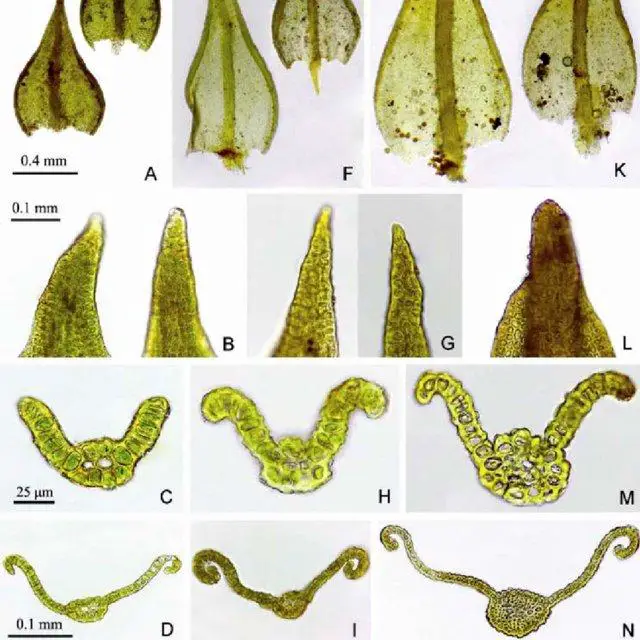 A-E-Didymodon-mongolicus-sp-nov-holotype-X-L-Bai-1459-HIMC-F-J-Didymodon_Q640.jpg