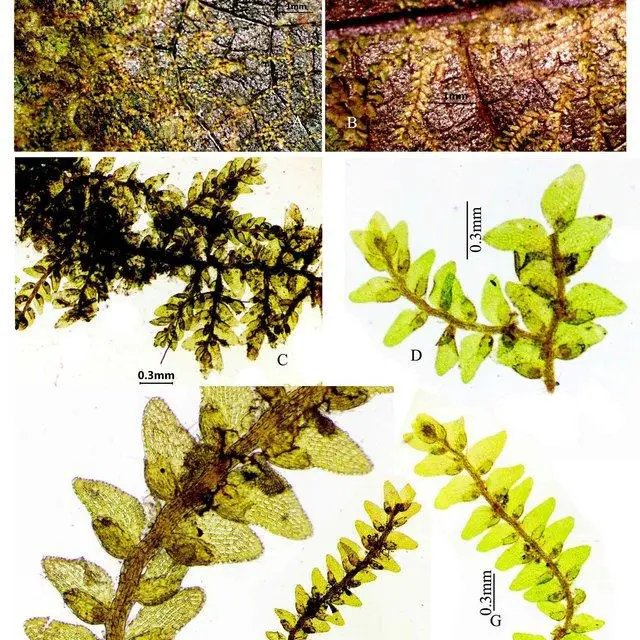A-E-Drepanolejeunea-erecta-Steph-Mizut-A-B-thallus-on-leaf-surface-C_Q640.jpg