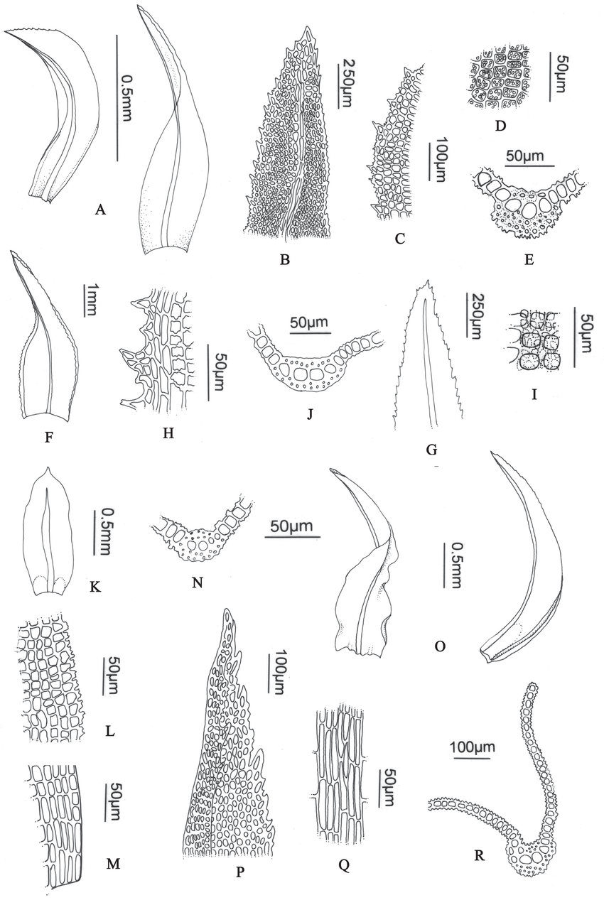 A-E-Leptodontium-flexifolium-A-Leaves-B-Leaf-apex-C-Marginal-cells-D-Papillae.png