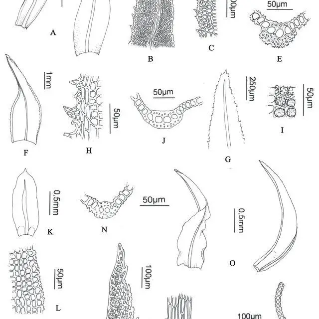 A-E-Leptodontium-flexifolium-A-Leaves-B-Leaf-apex-C-Marginal-cells-D-Papillae_Q640.jpg