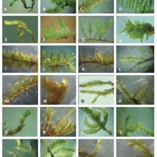 A-Erpodium-mangiferae-B-Macromitrium-moorcroftii-C-Hookeria-acutifolia-D_Q320.jpg