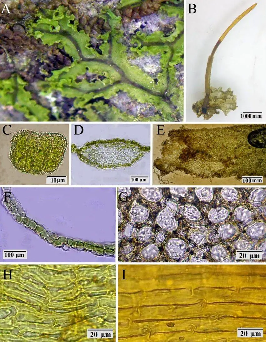 A-G-Dendroceros-breutelii-Nees-A-Gametophyte-on-substrate-B-General-aspect-of-the.jpg