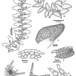 A-H-Drepanolejeunea-erecta-Steph-Mizut-A-plant-ventral-view-B-branch-dorsal_Q320.jpg
