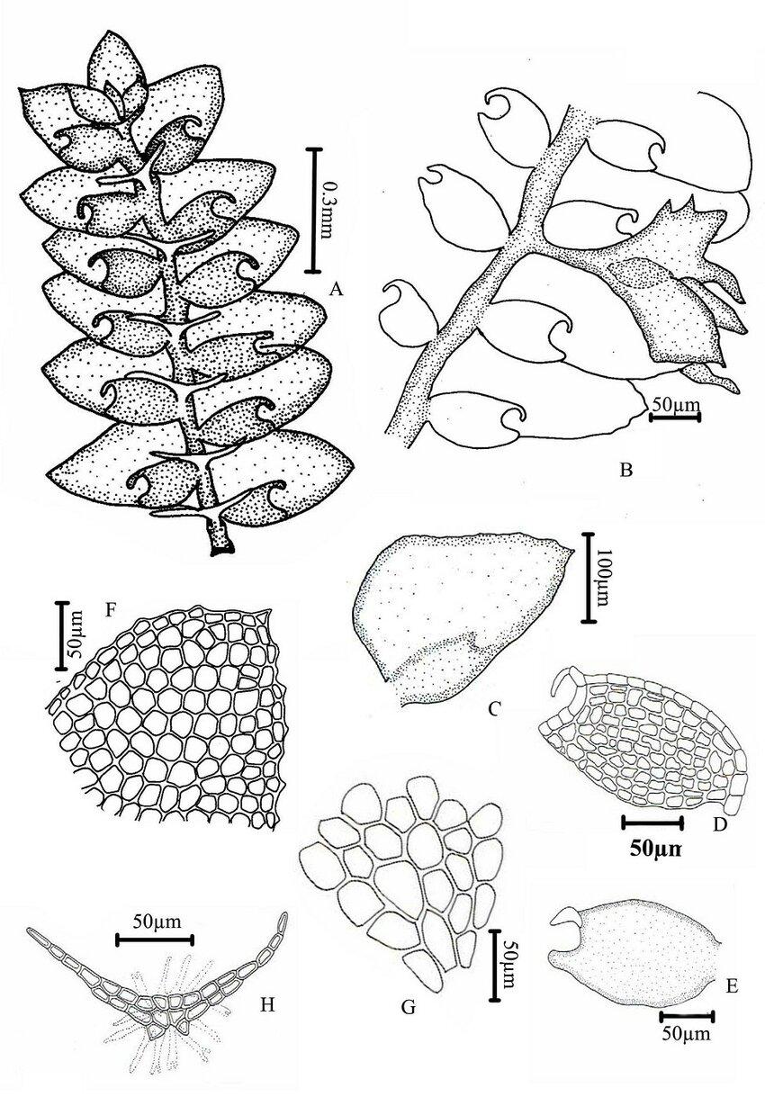 A-H-Drepanolejeunea-fleischeri-Steph-Grolle-R-L-Zhu-A-portion-of-plant.jpg